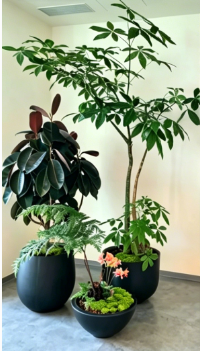 江北花木租摆价格表-杭州湾绿植租摆展示厅-奉化绿植租摆合同-杭州湾绿植出租租金